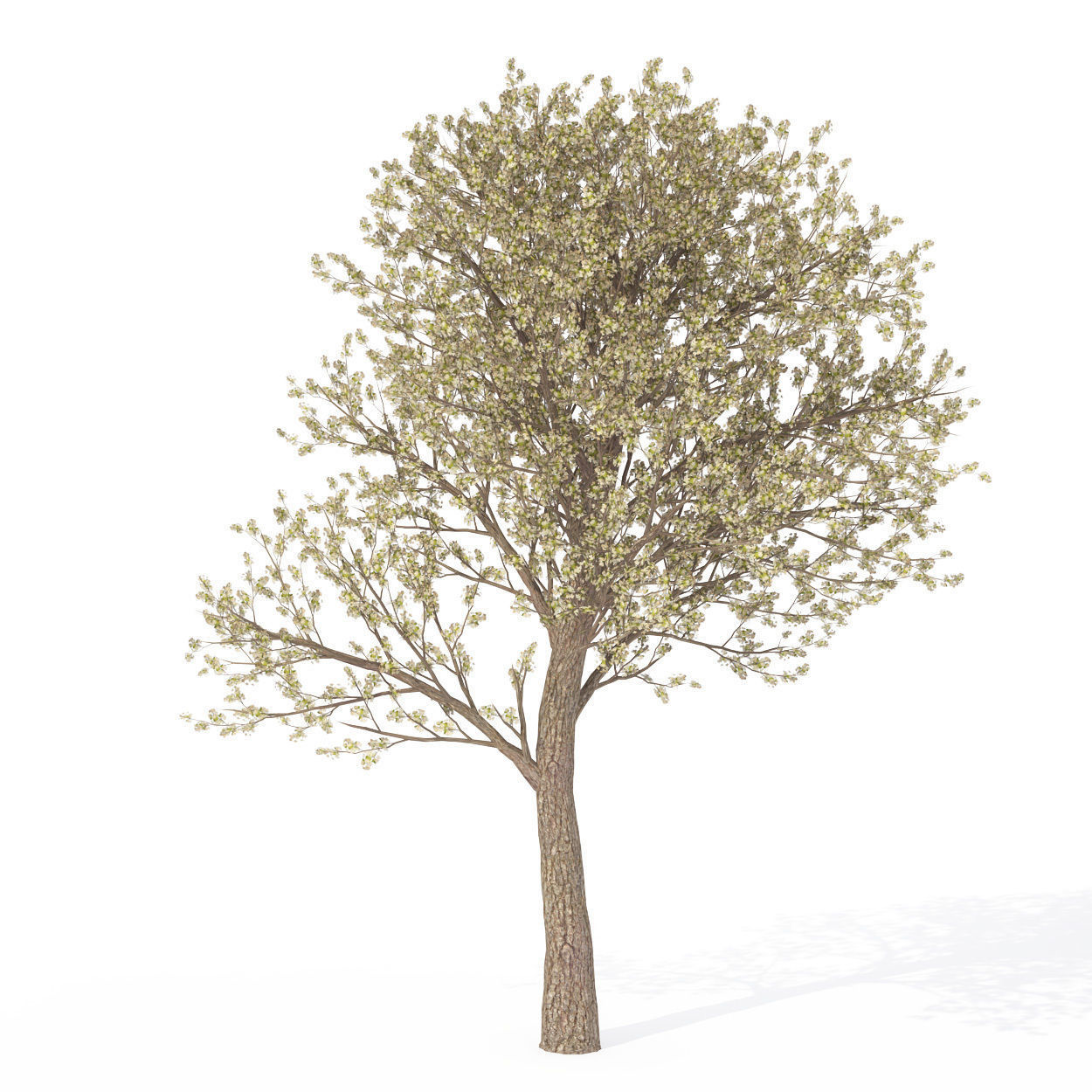 XfrogPlants Pear Tree 3D model_2