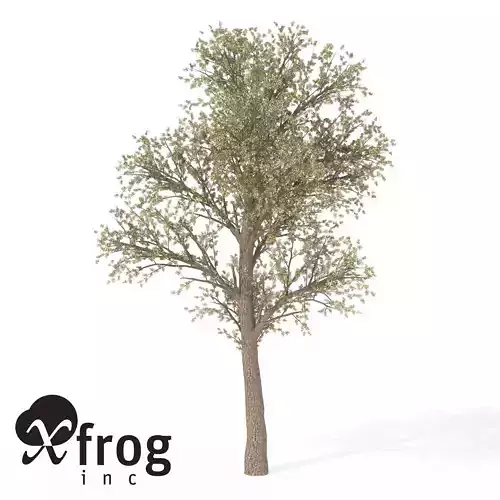 XfrogPlants Pear Tree