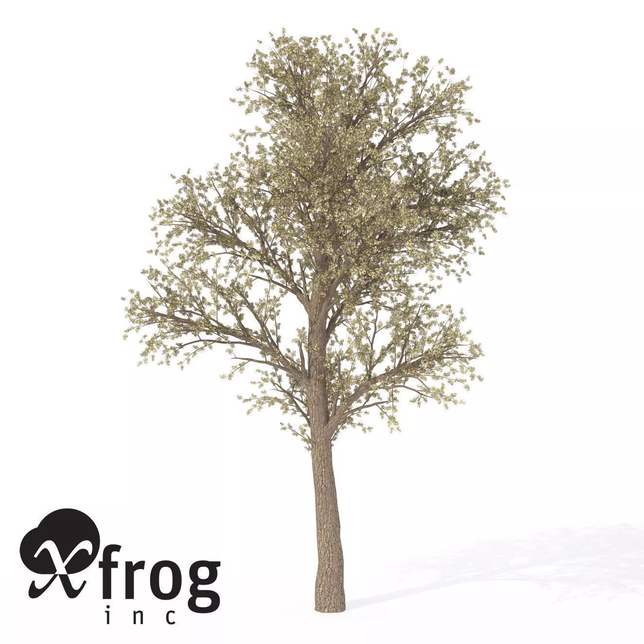 XfrogPlants Pear Tree 3D model_0