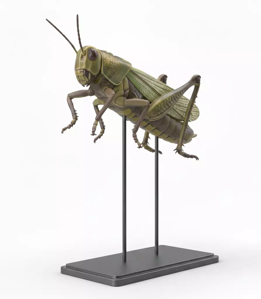 Realistic Grasshopper Model Anatomically Accurate Entomological 3D print model