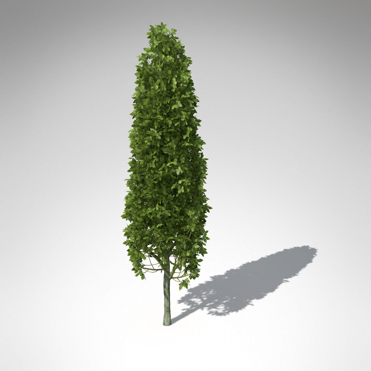 XfrogPlants European Hornbeam 3D model_7