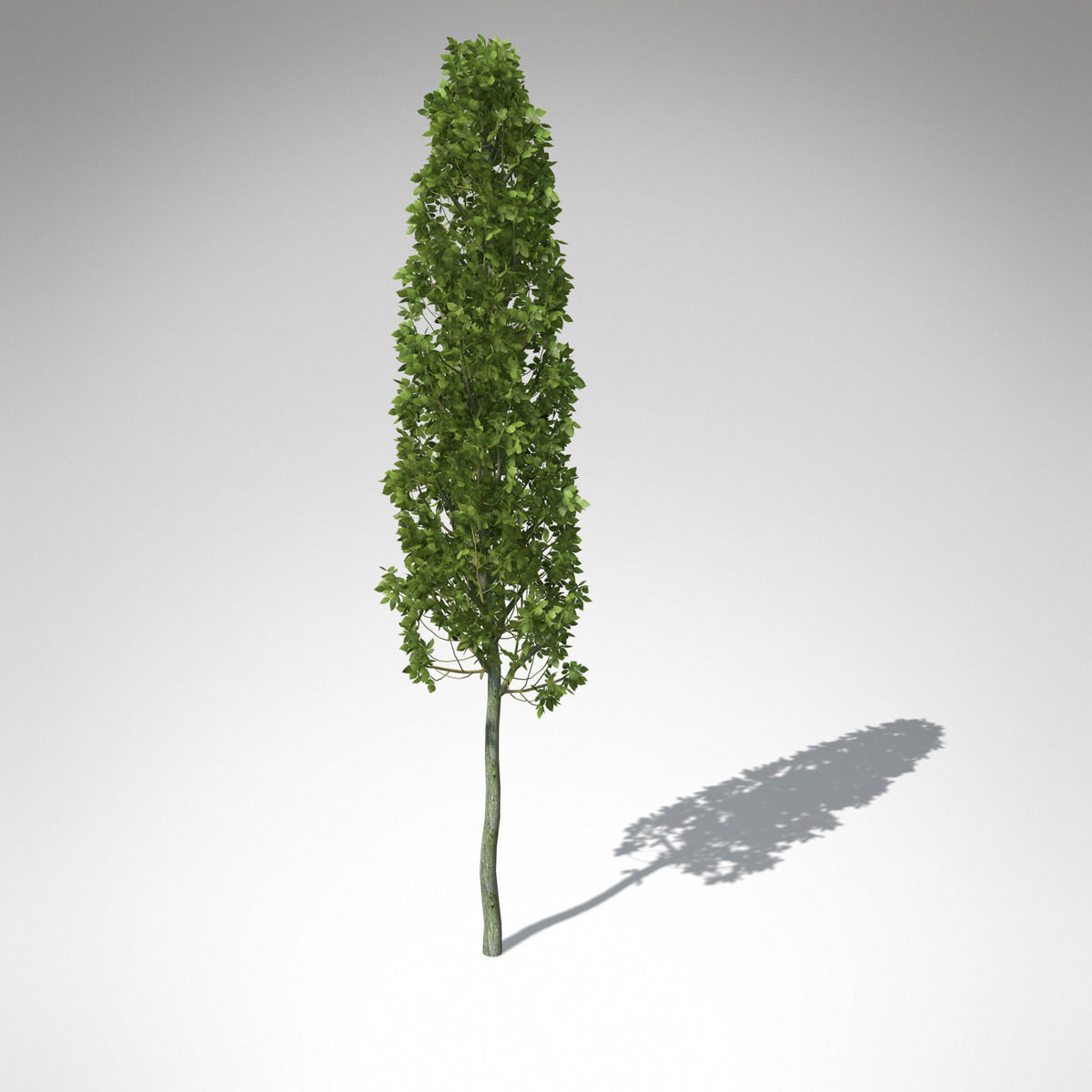 XfrogPlants European Hornbeam 3D model_8