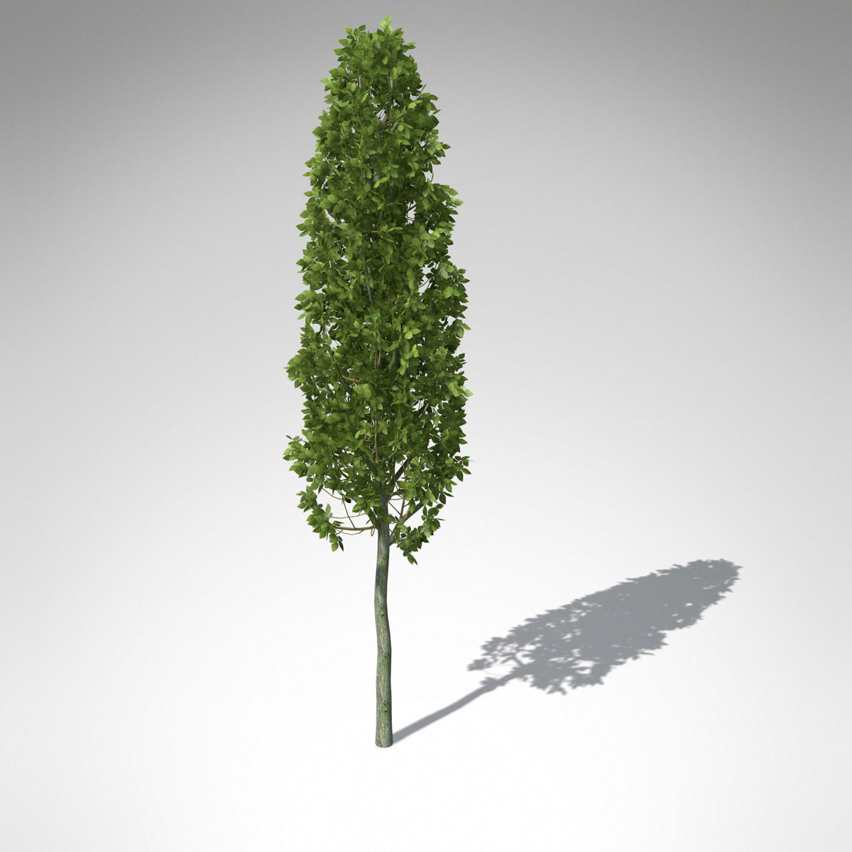 XfrogPlants European Hornbeam 3D model_2