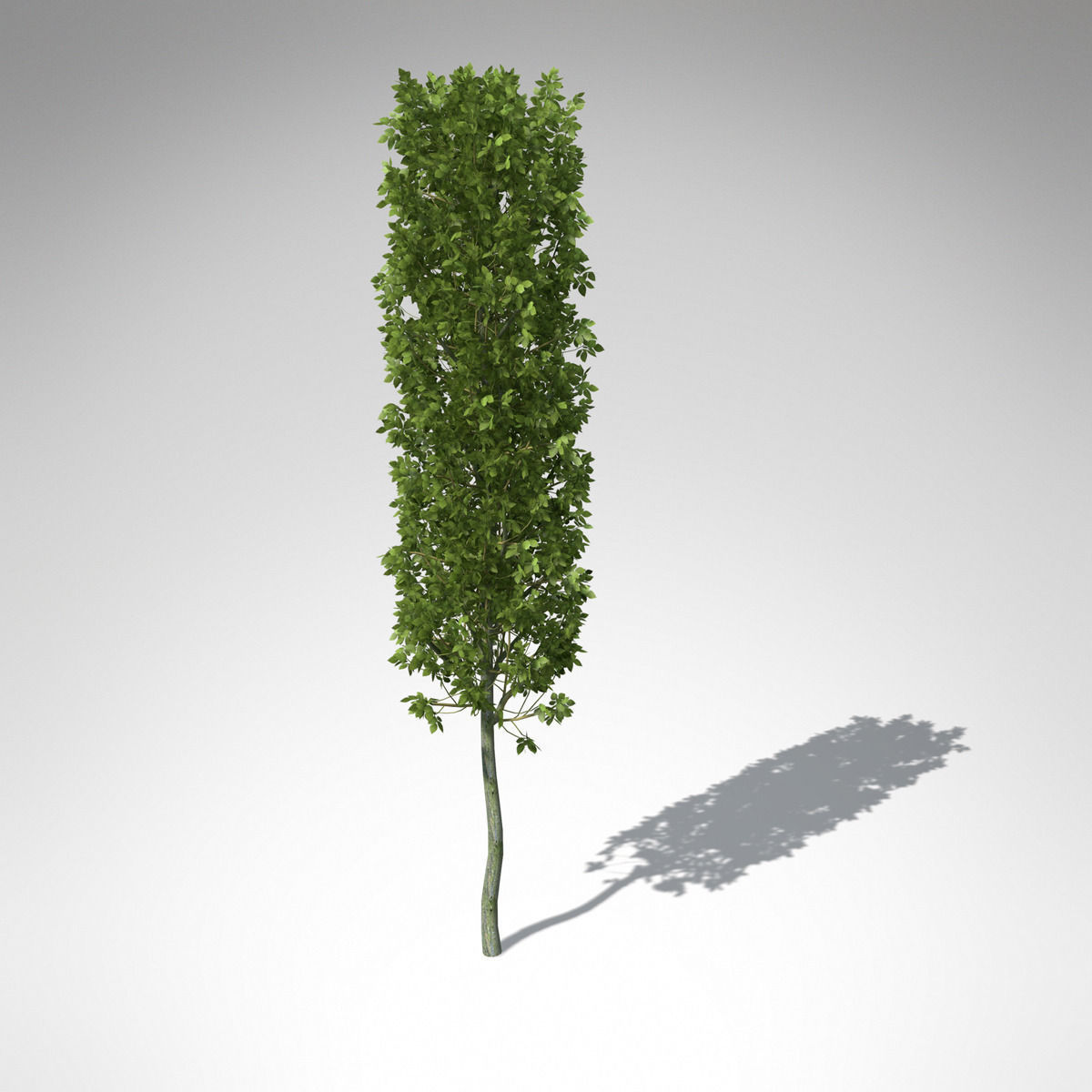 XfrogPlants European Hornbeam 3D model_5