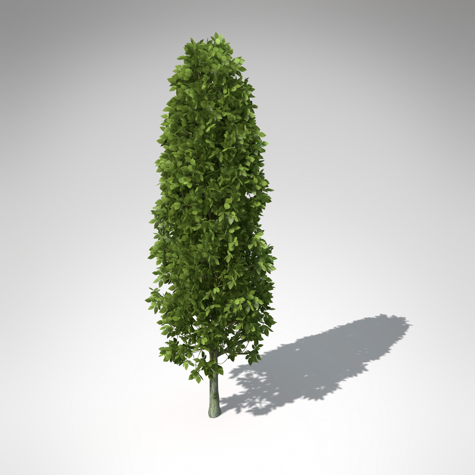 XfrogPlants European Hornbeam 3D model_6