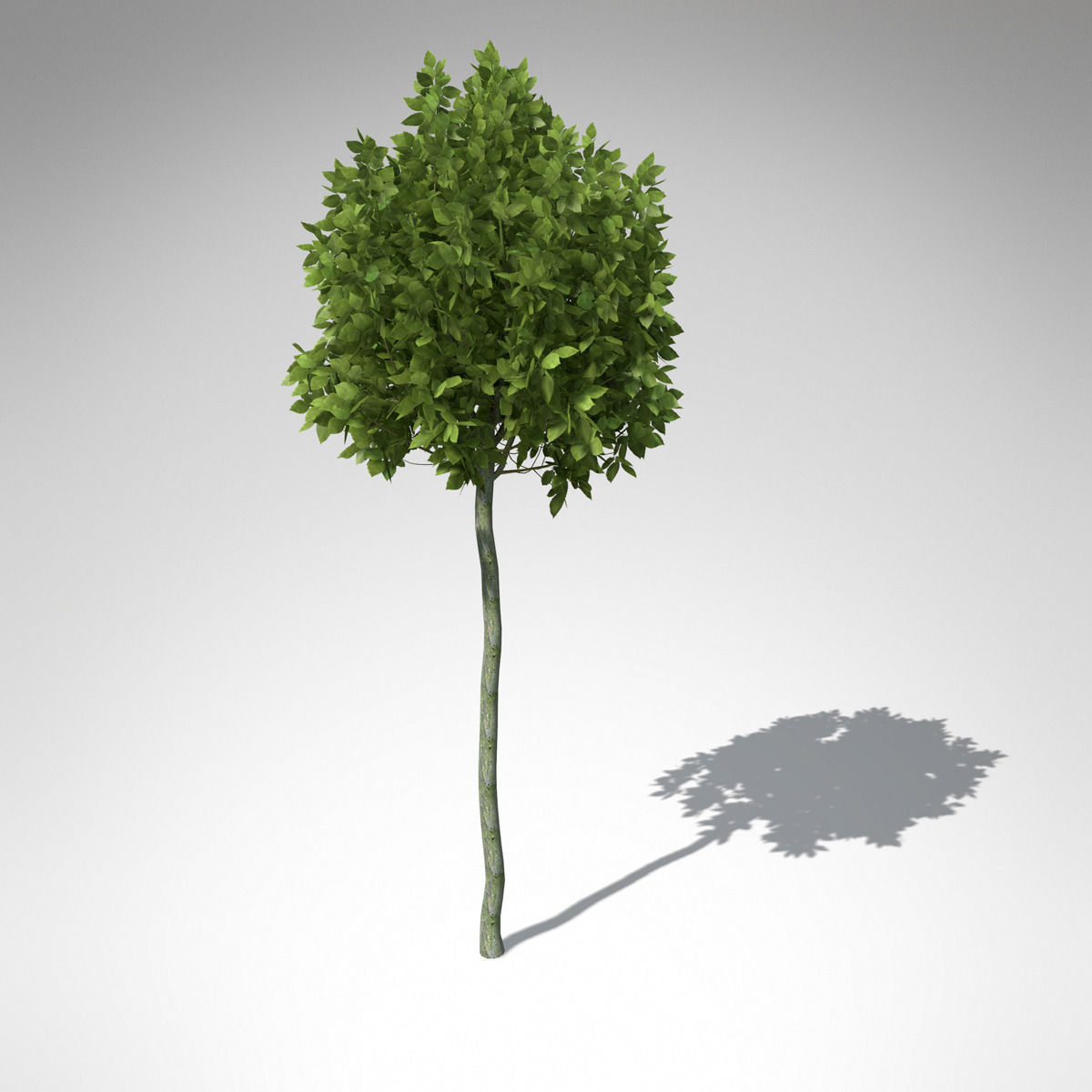 XfrogPlants European Hornbeam 3D model_1