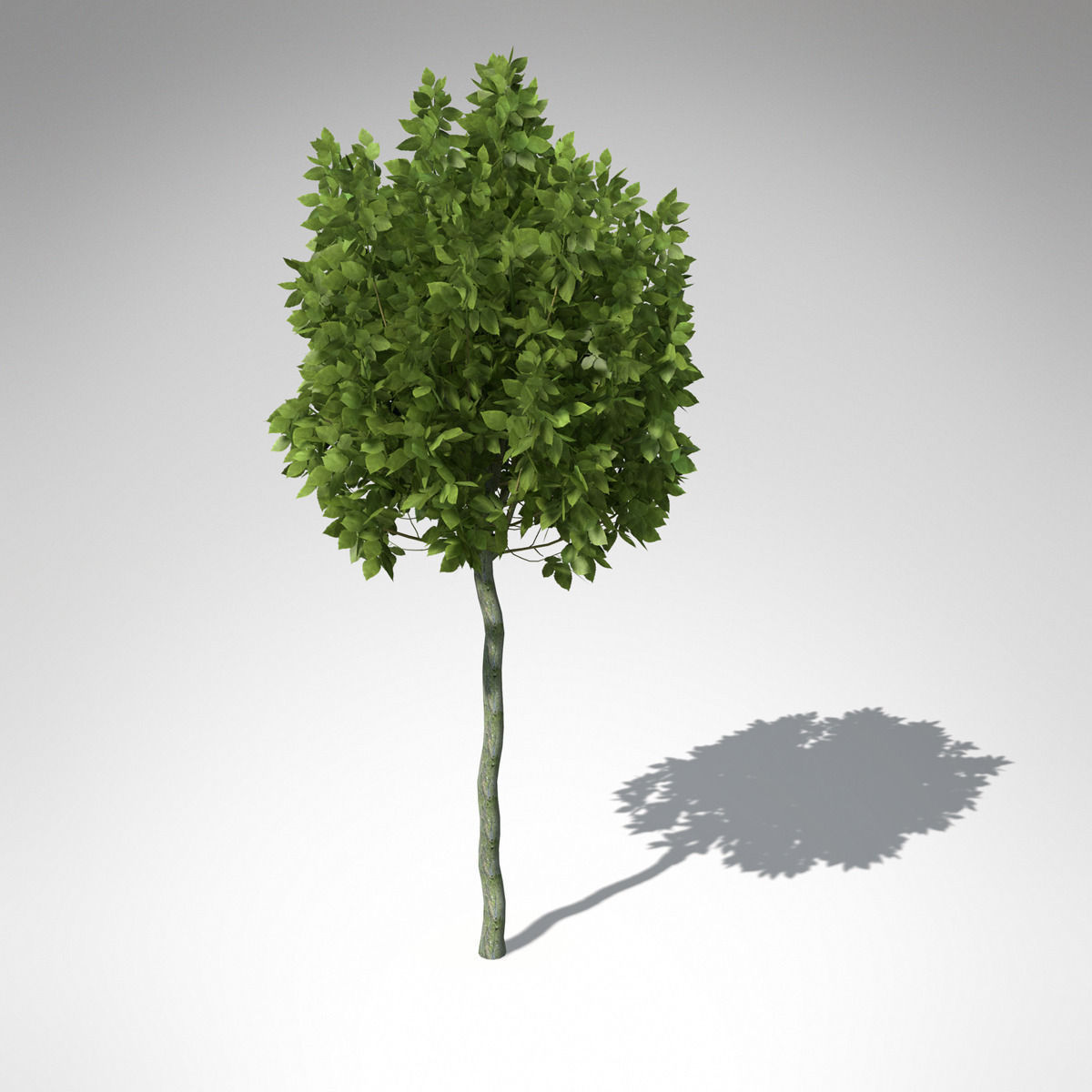 XfrogPlants European Hornbeam 3D model_4
