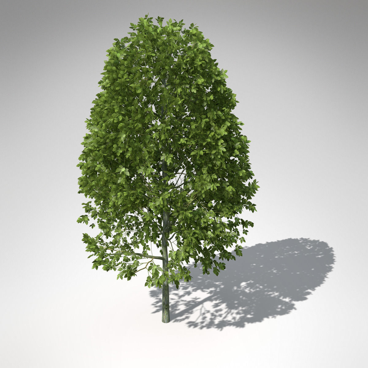 XfrogPlants European Hornbeam 3D model_3