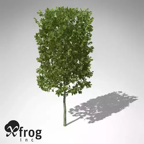 XfrogPlants European Hornbeam 3D model