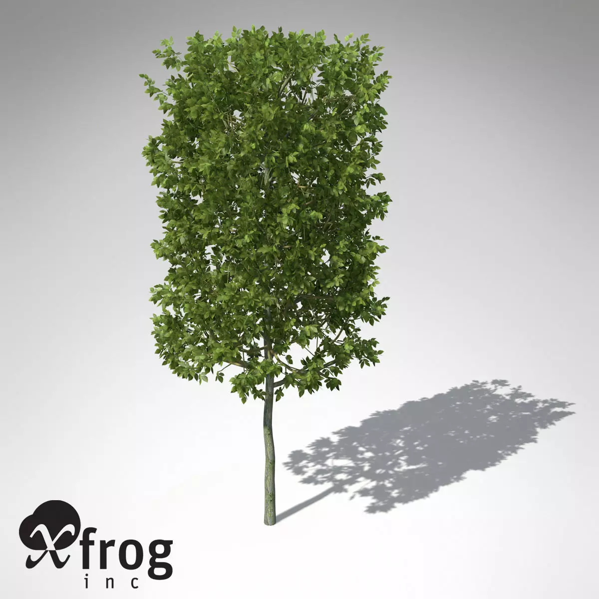 XfrogPlants European Hornbeam 3D model_0