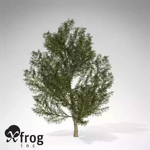 XfrogPlant Lentisk 3D model