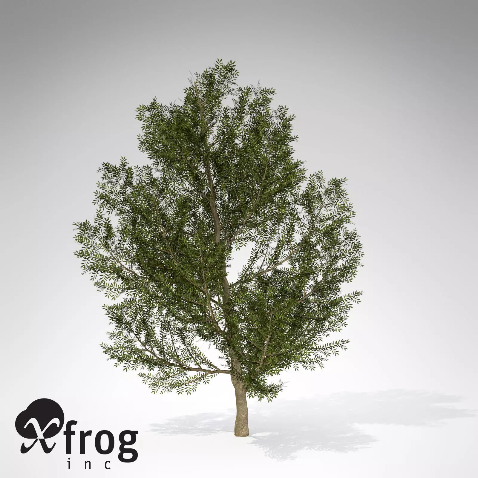 XfrogPlant Lentisk 3D model