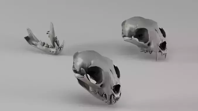 001724 Lynx Skull Raw 3D Scan