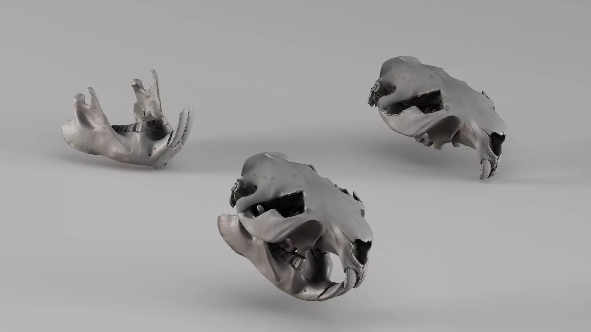 001725 Beaver Skull Raw 3D Scan 3D print model