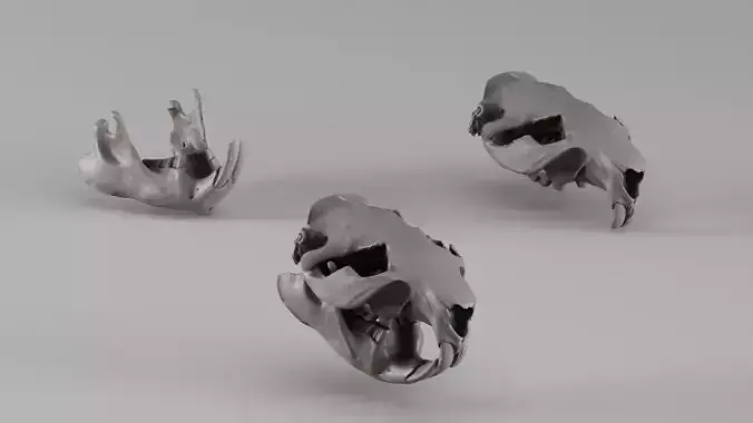 001725 Beaver Skull Raw 3D Scan