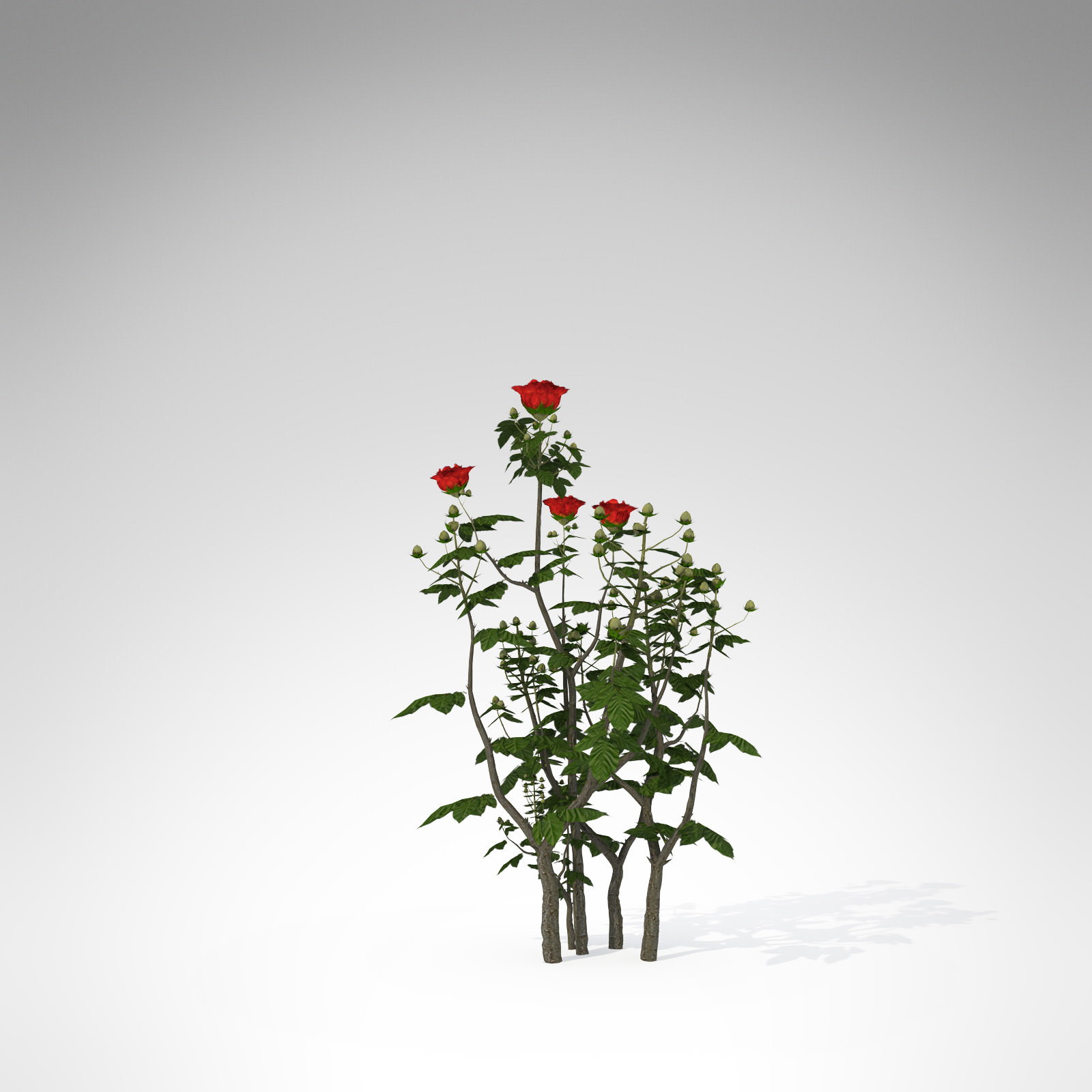 XfrogPlants Hundred Leaved Rose 3D model_2