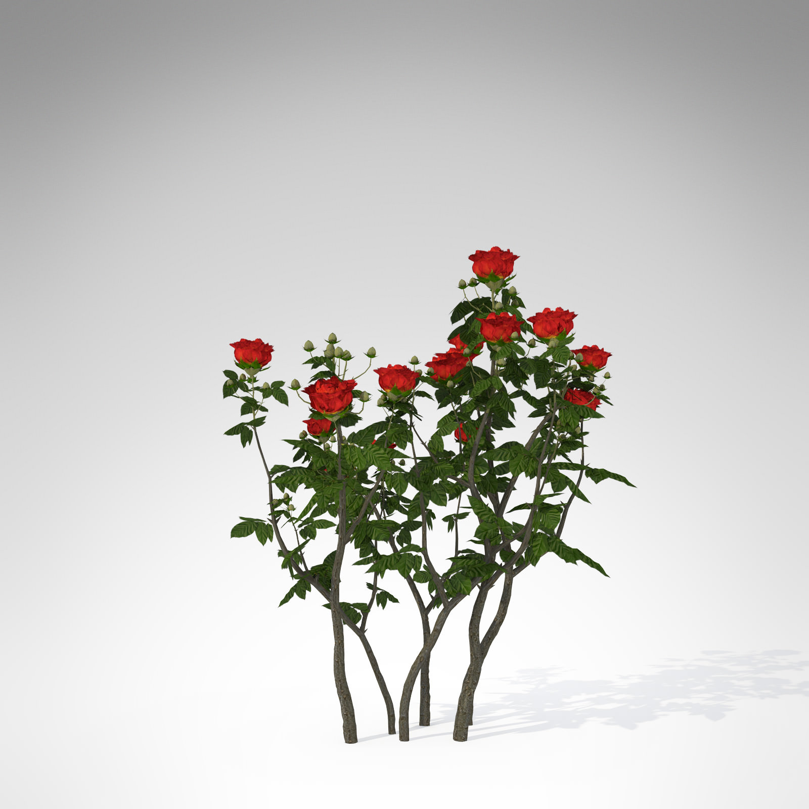XfrogPlants Hundred Leaved Rose 3D model_1