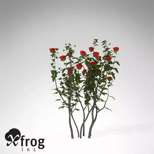 XfrogPlants Hundred Leaved Rose 3D model