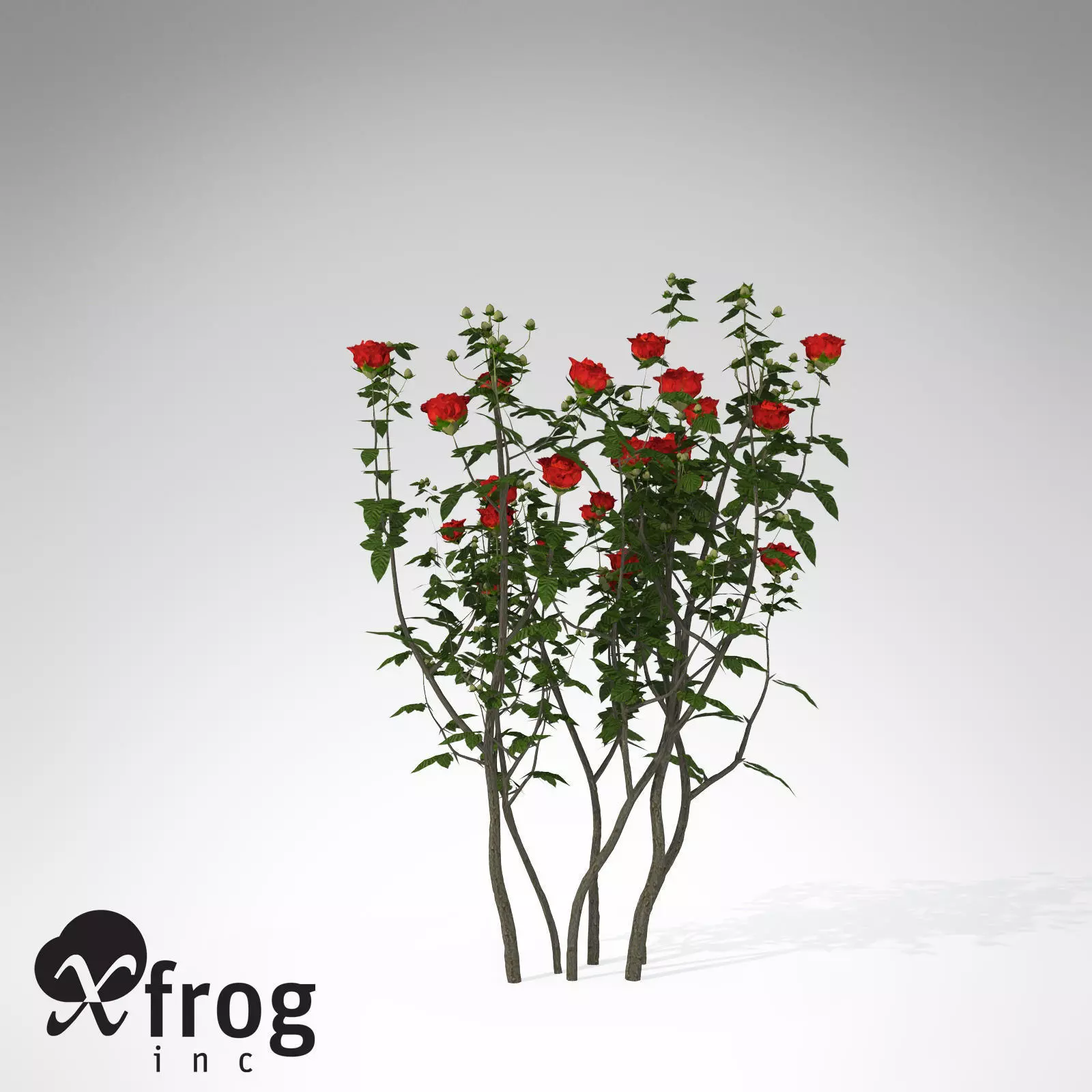 XfrogPlants Hundred Leaved Rose 3D model_0