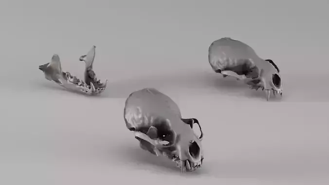 001726 Otter Skull Raw 3D Scan