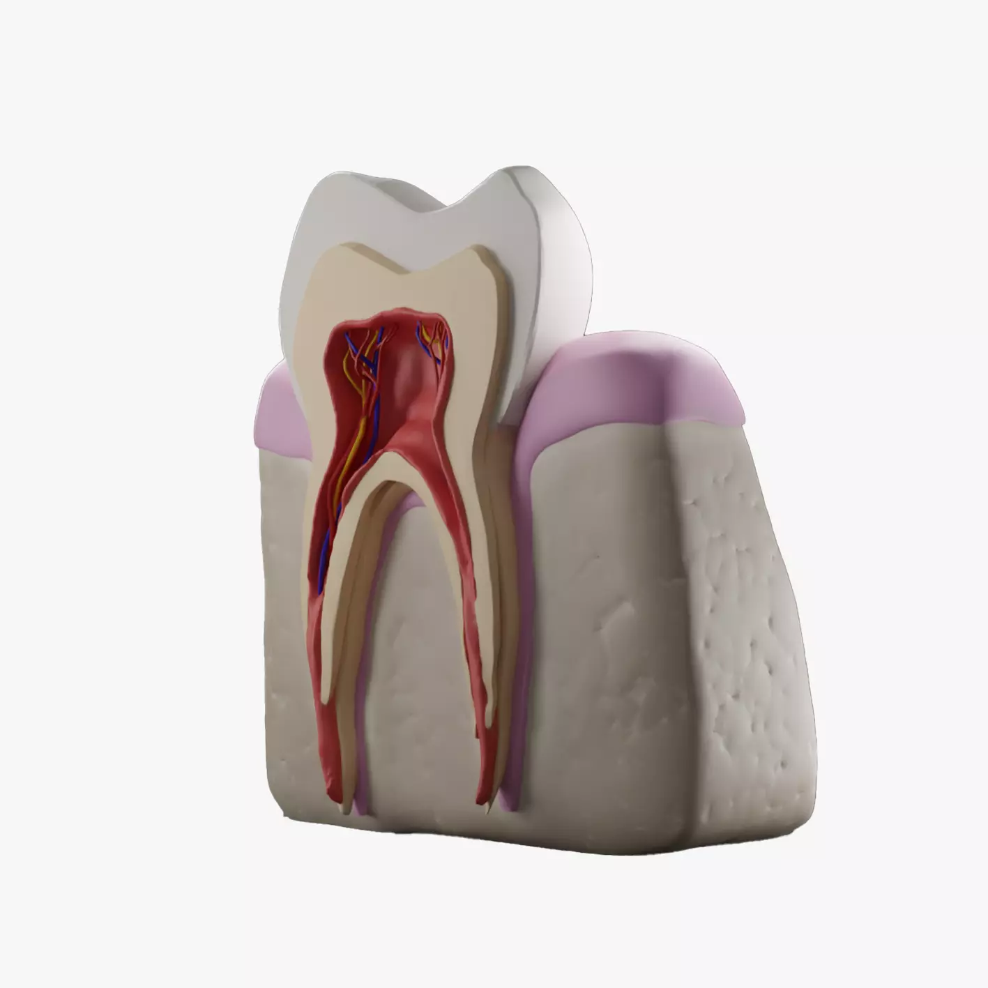 Realistic Tooth Anatomy Cross Section Dental 3D Model 3D model
