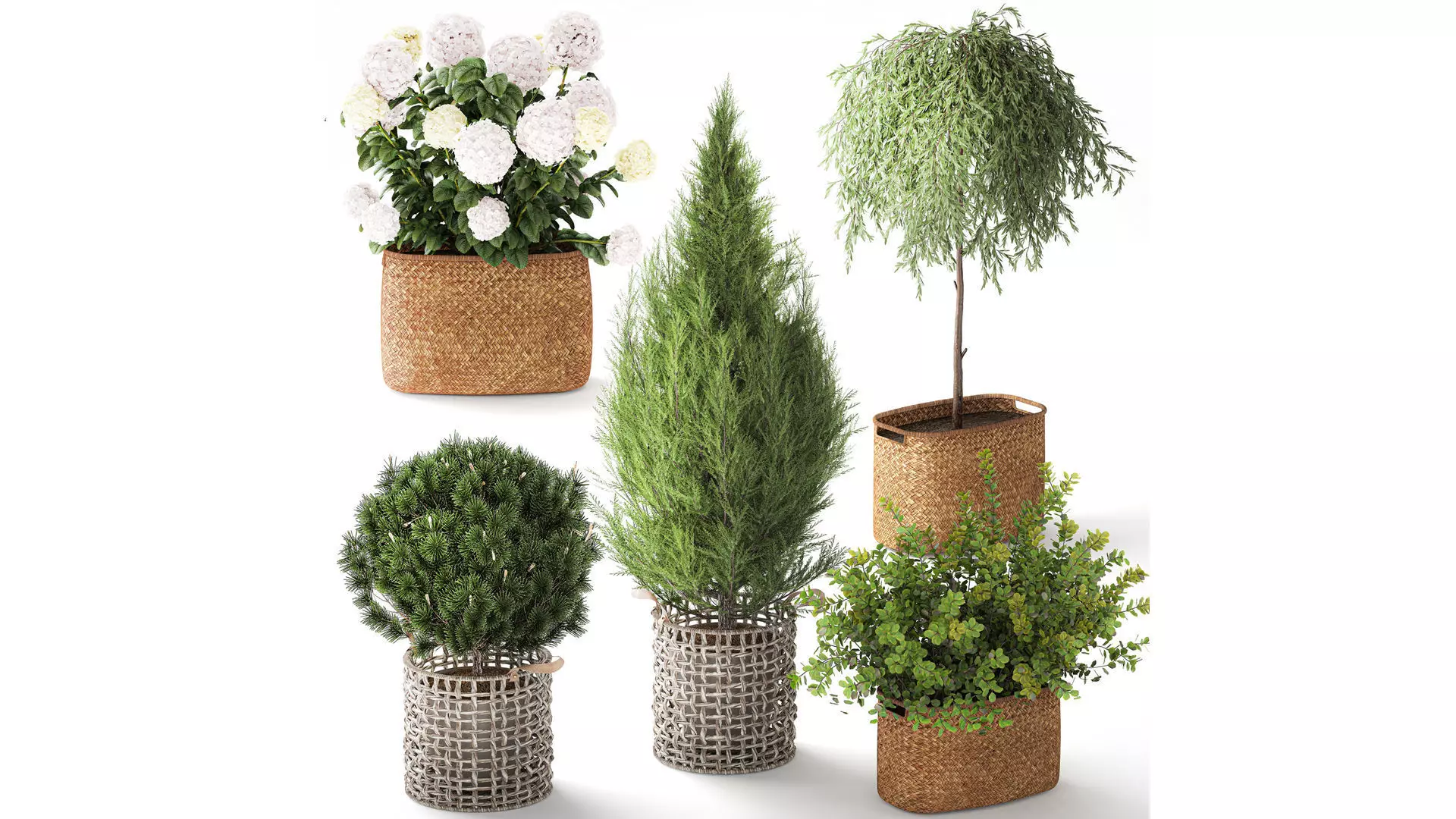 Plants baskets hydrangea Juniper Olive tree bushes 3D model
