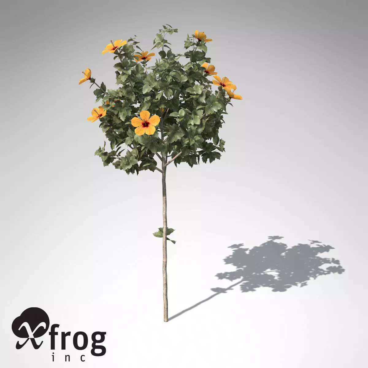 XfrogPlants Hibiscus 3D model