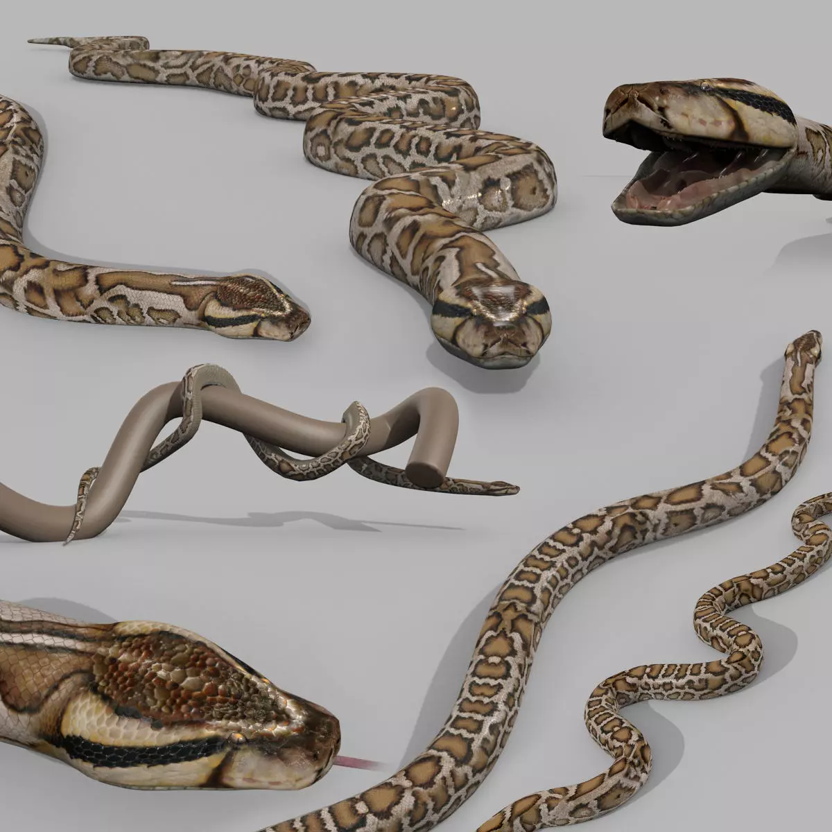 Pro Burmese Python Titanoboa Snake - 8k - 3d animated 3D model