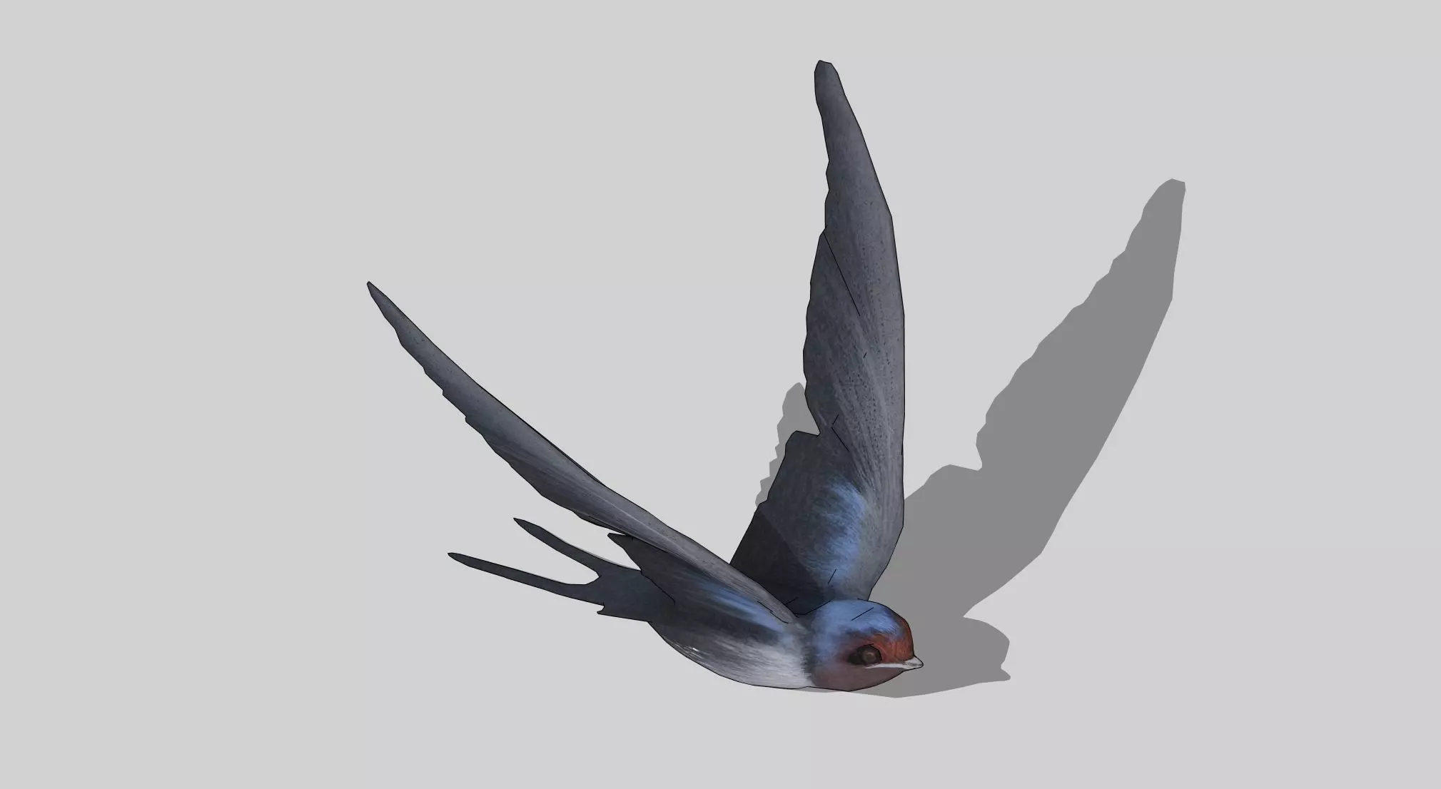 swallow Low-poly 3D model