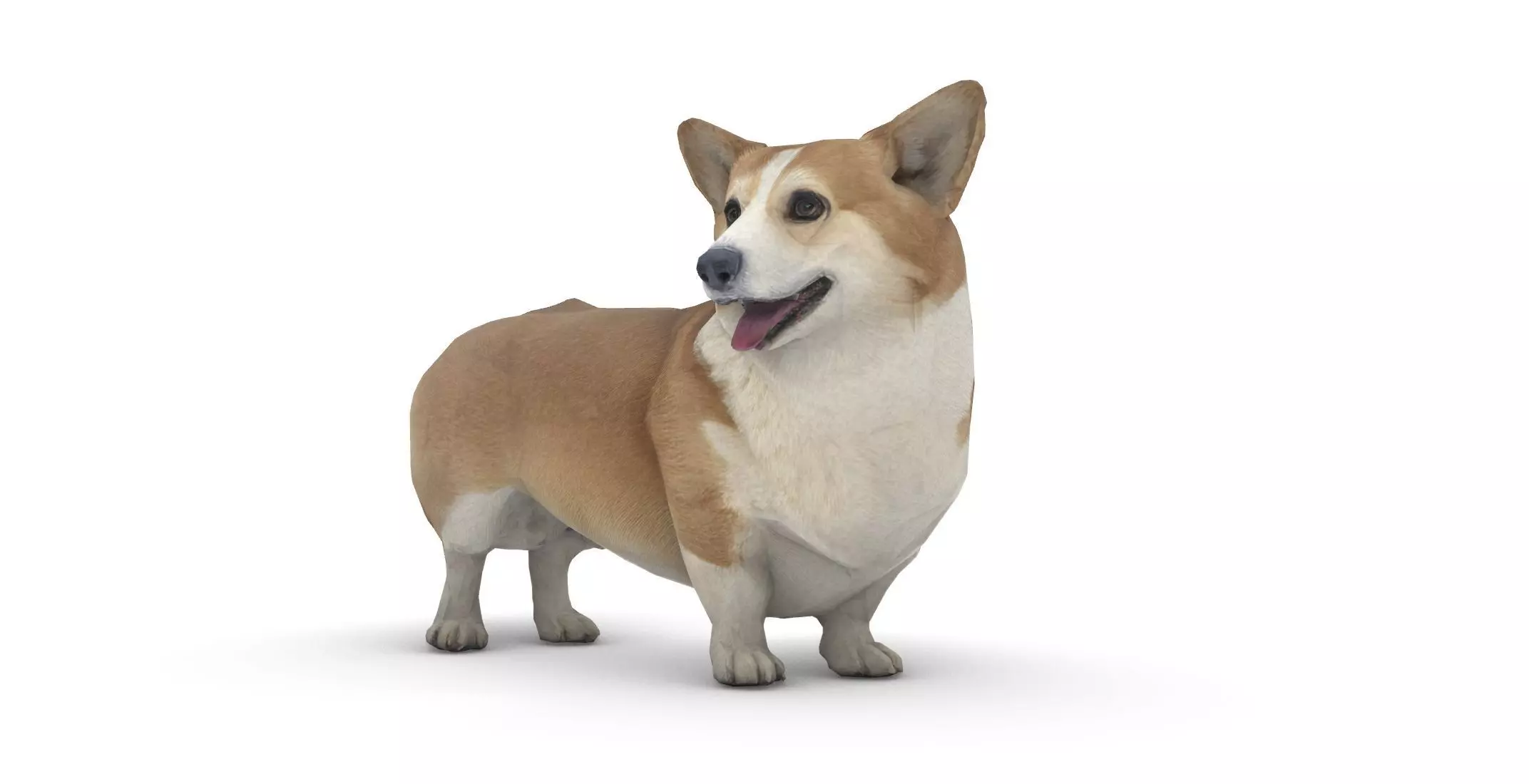 Pembroke Welsh Corgi Low-poly 3D model