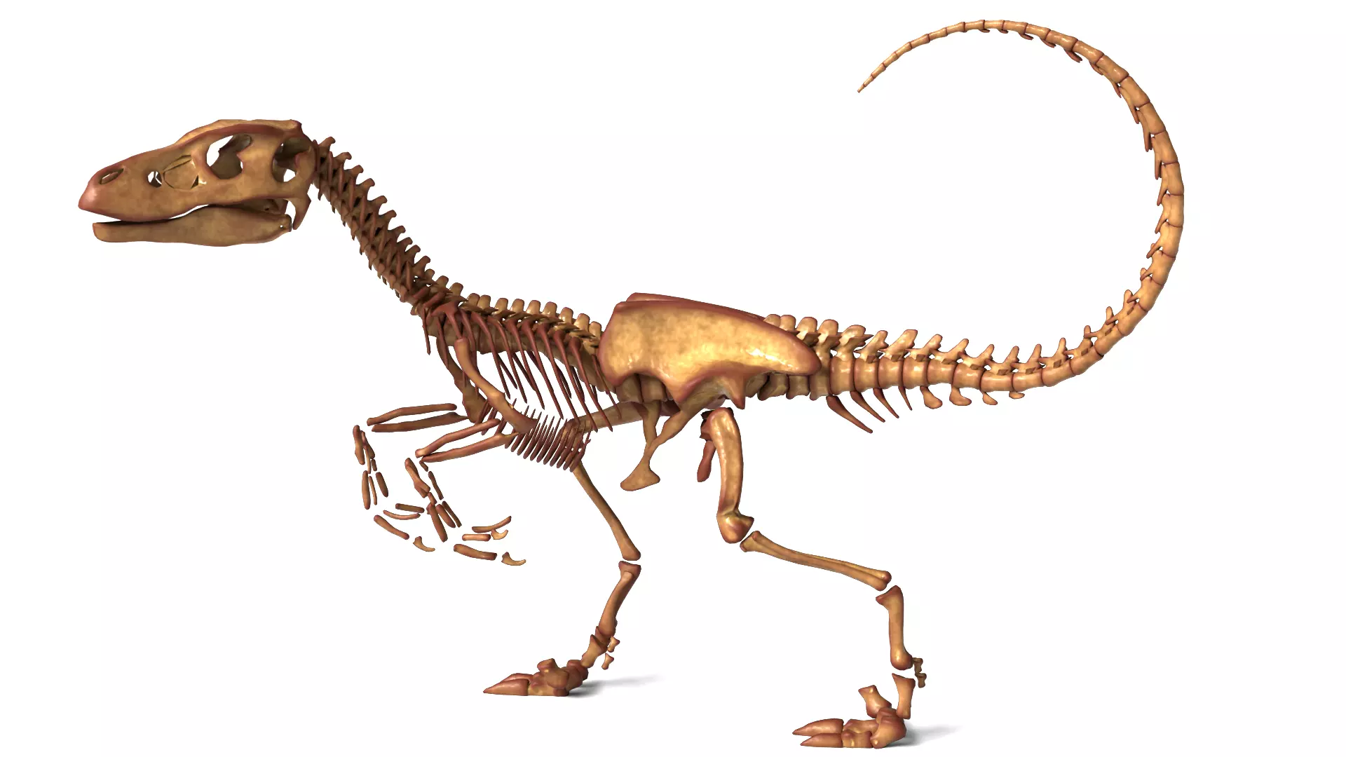 Velociraptor Rigged Skeleton Lightweight Theropod Anatomy 3D model
