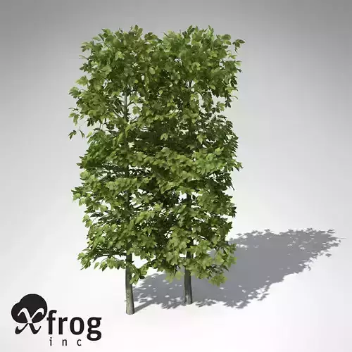 XfrogPlants European Hornbeam Hedges 3D model
