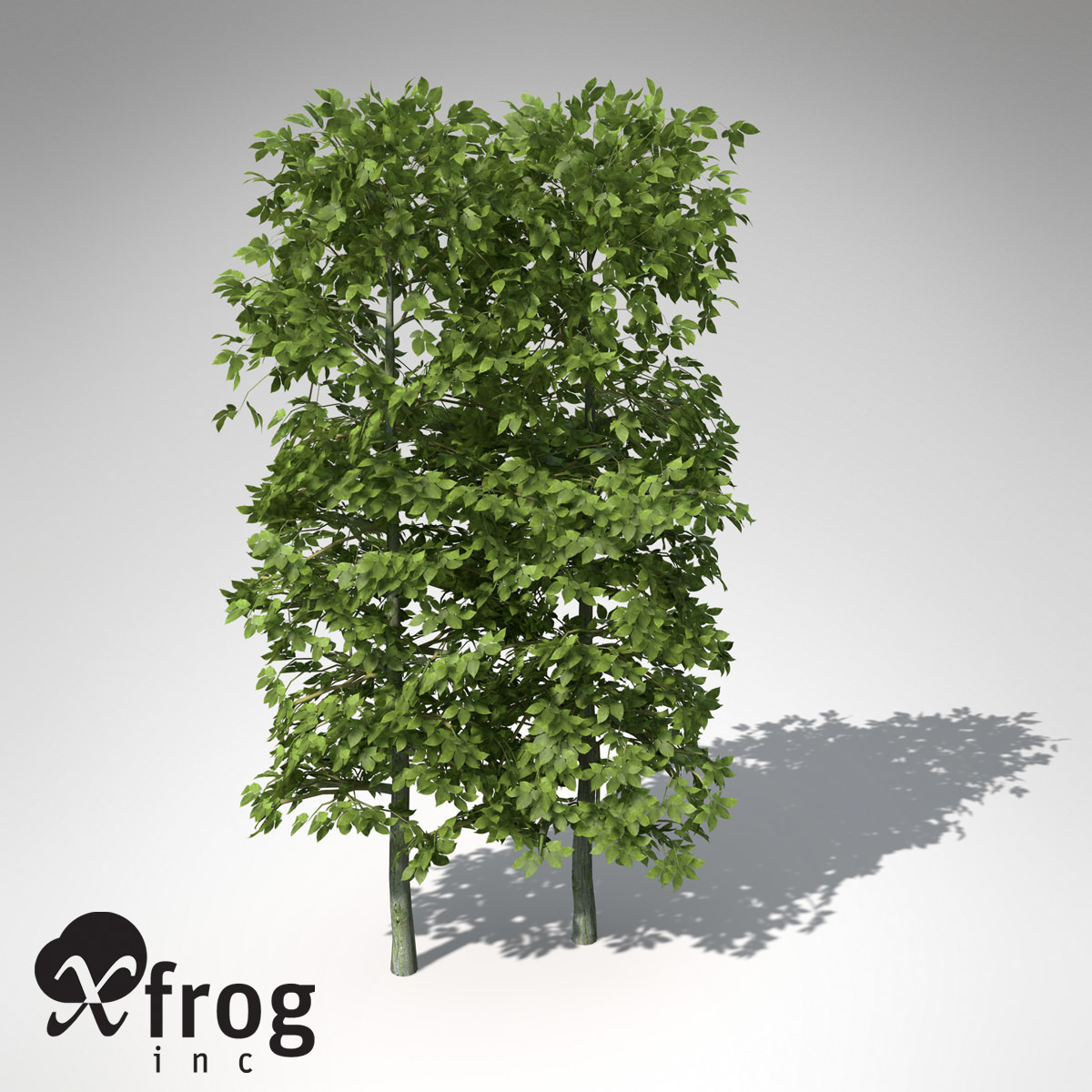 XfrogPlants European Hornbeam Hedges