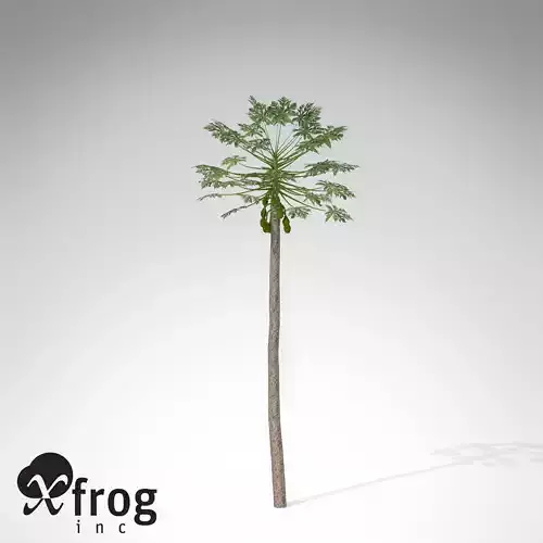 XfrogPlants Papaya 3D model