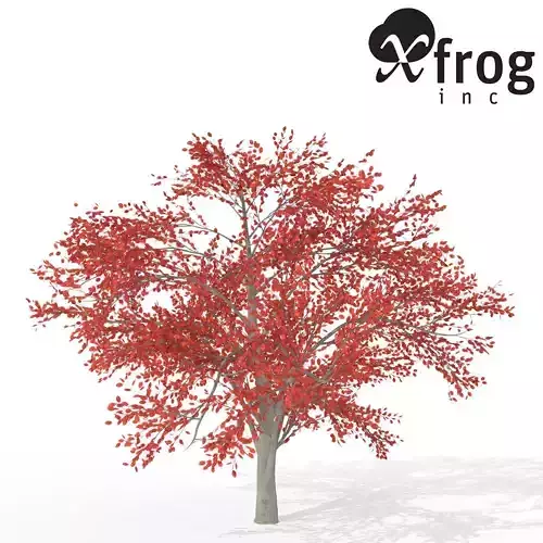 XfrogPlants Autumn Serviceberry