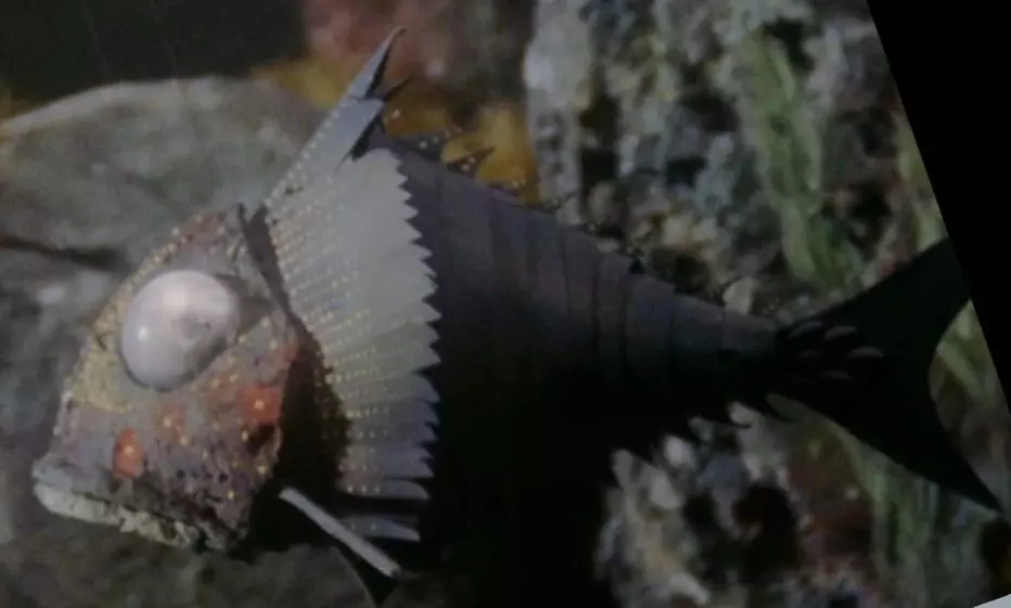 Terrorfish Stingray 3D print model