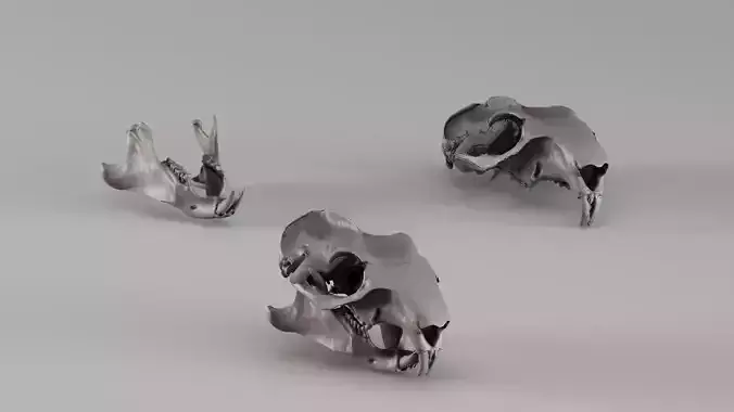 001727 Marmot Skull Raw 3D Scan
