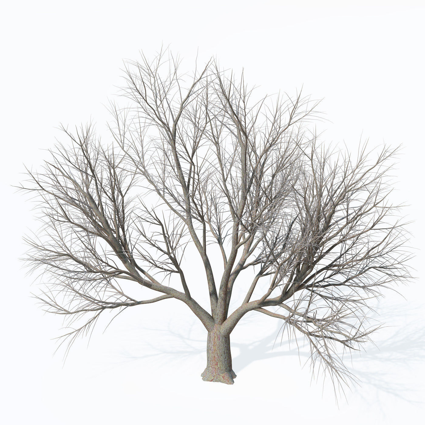 XfrogPlants Service Tree 3D model_7