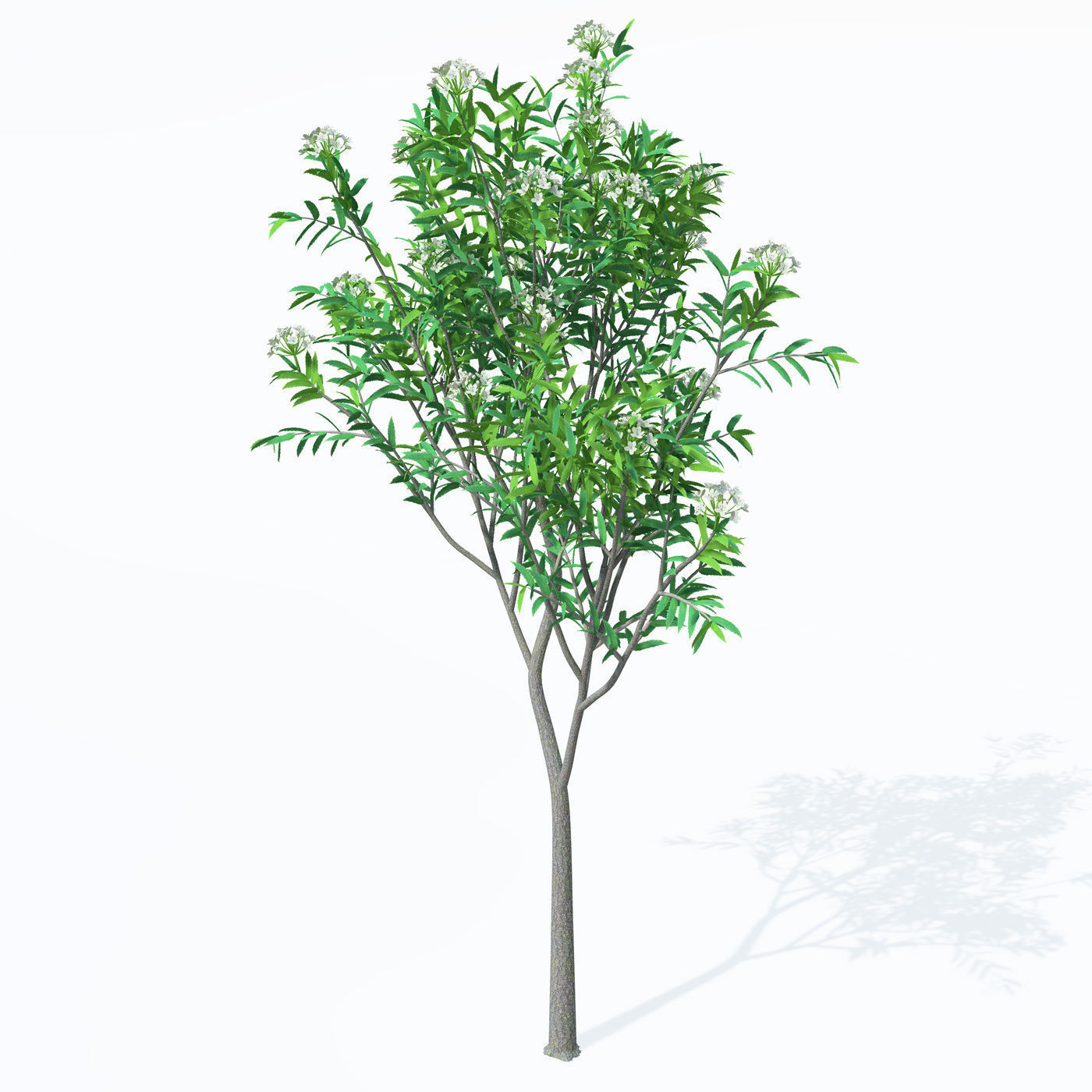 XfrogPlants Service Tree 3D model_4