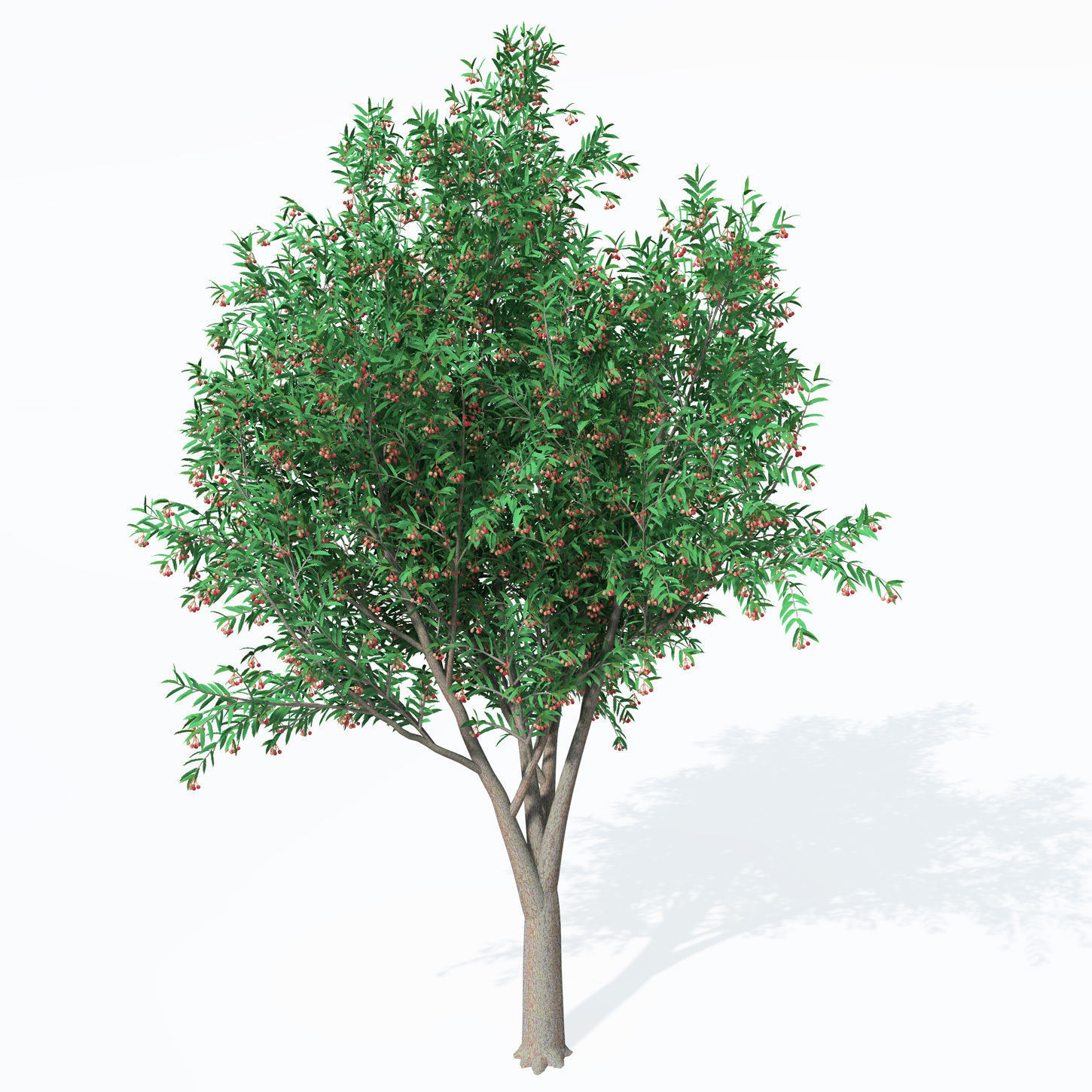 XfrogPlants Service Tree 3D model_6