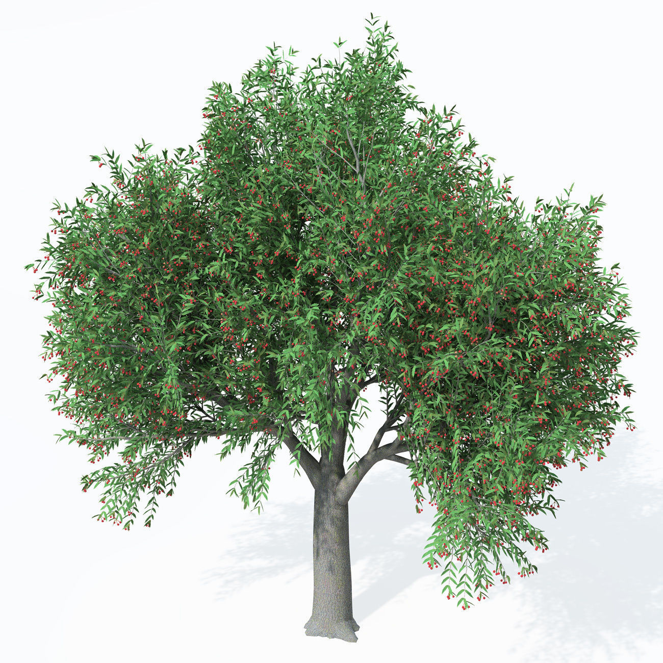 XfrogPlants Service Tree 3D model_5