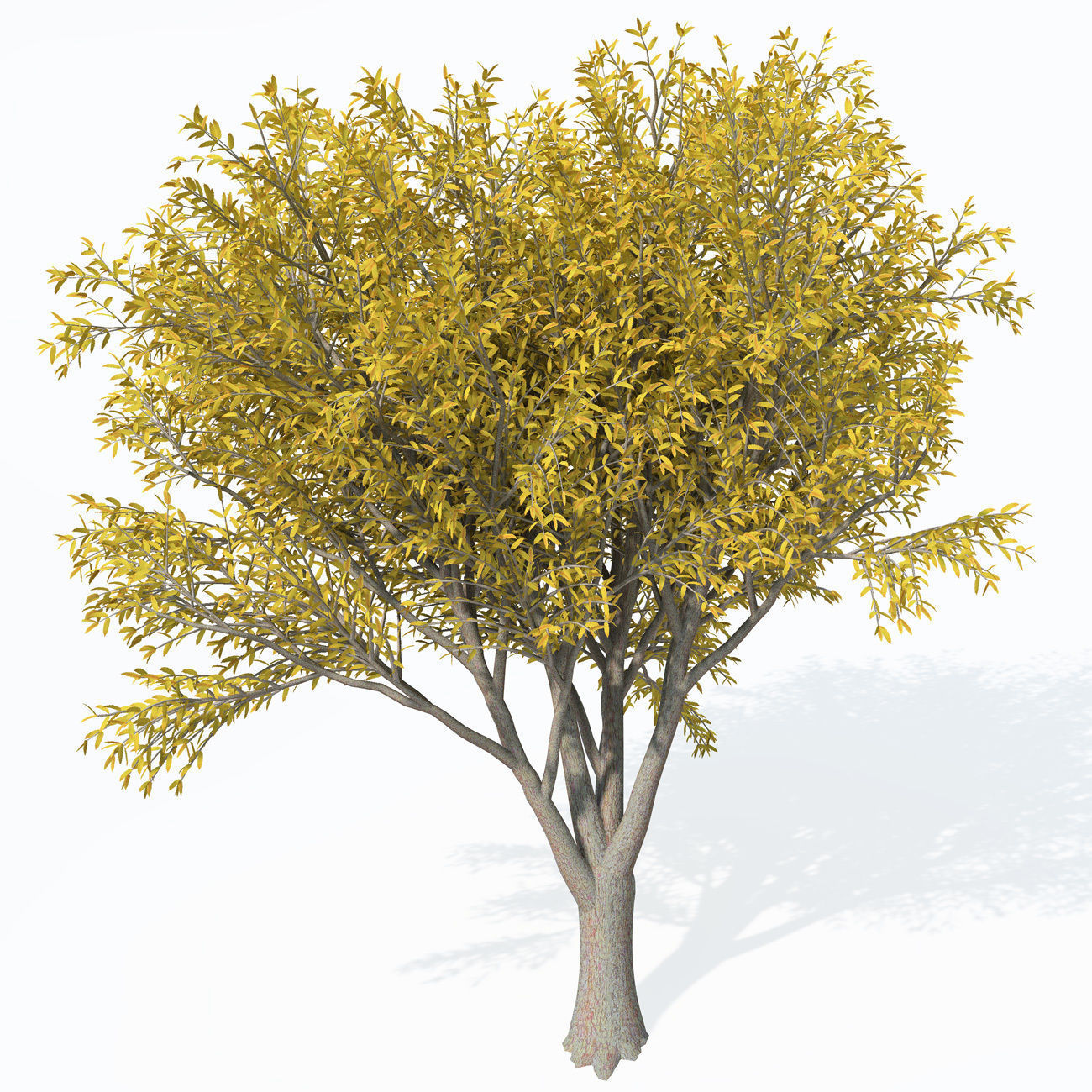 XfrogPlants Service Tree 3D model_8