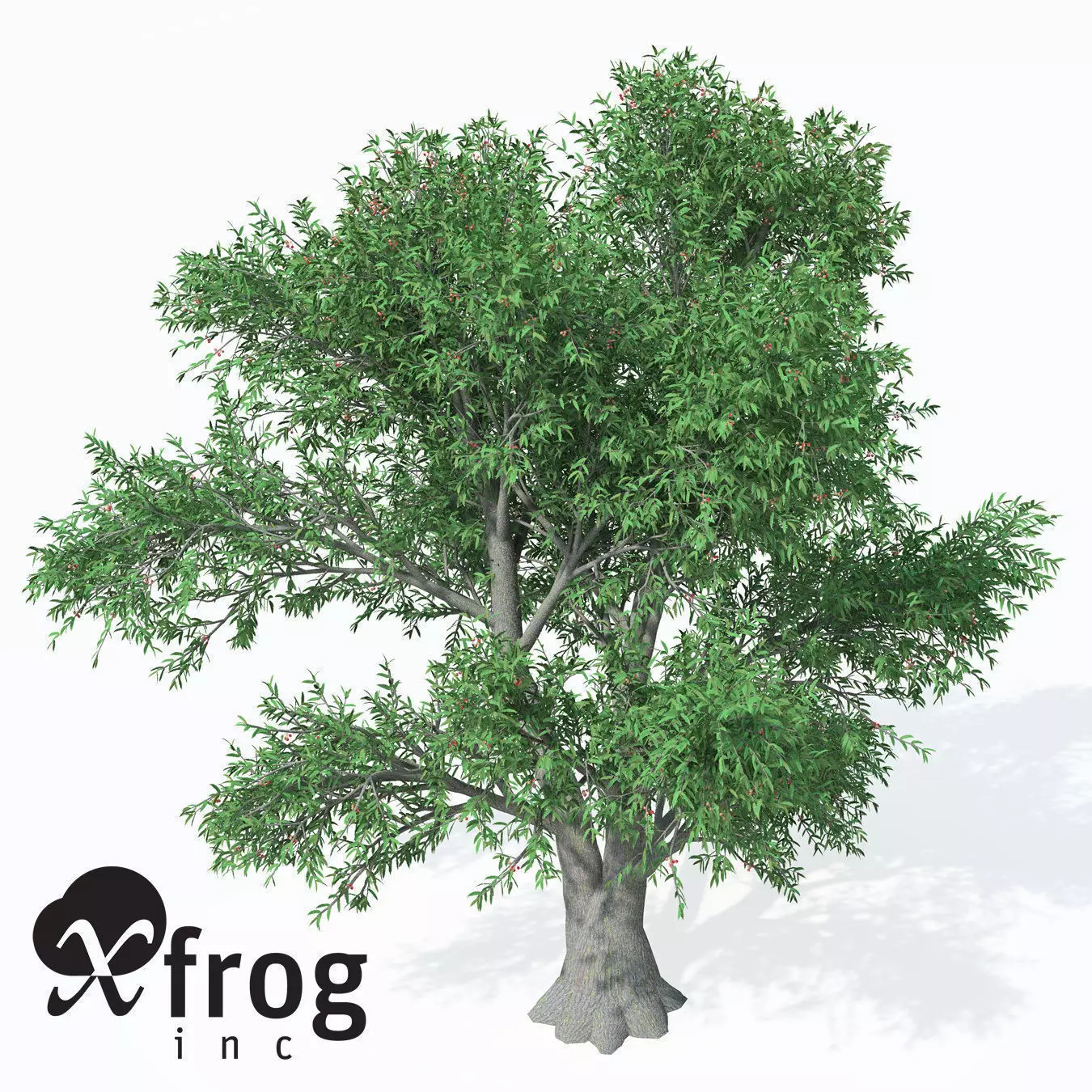 XfrogPlants Service Tree 3D model_0