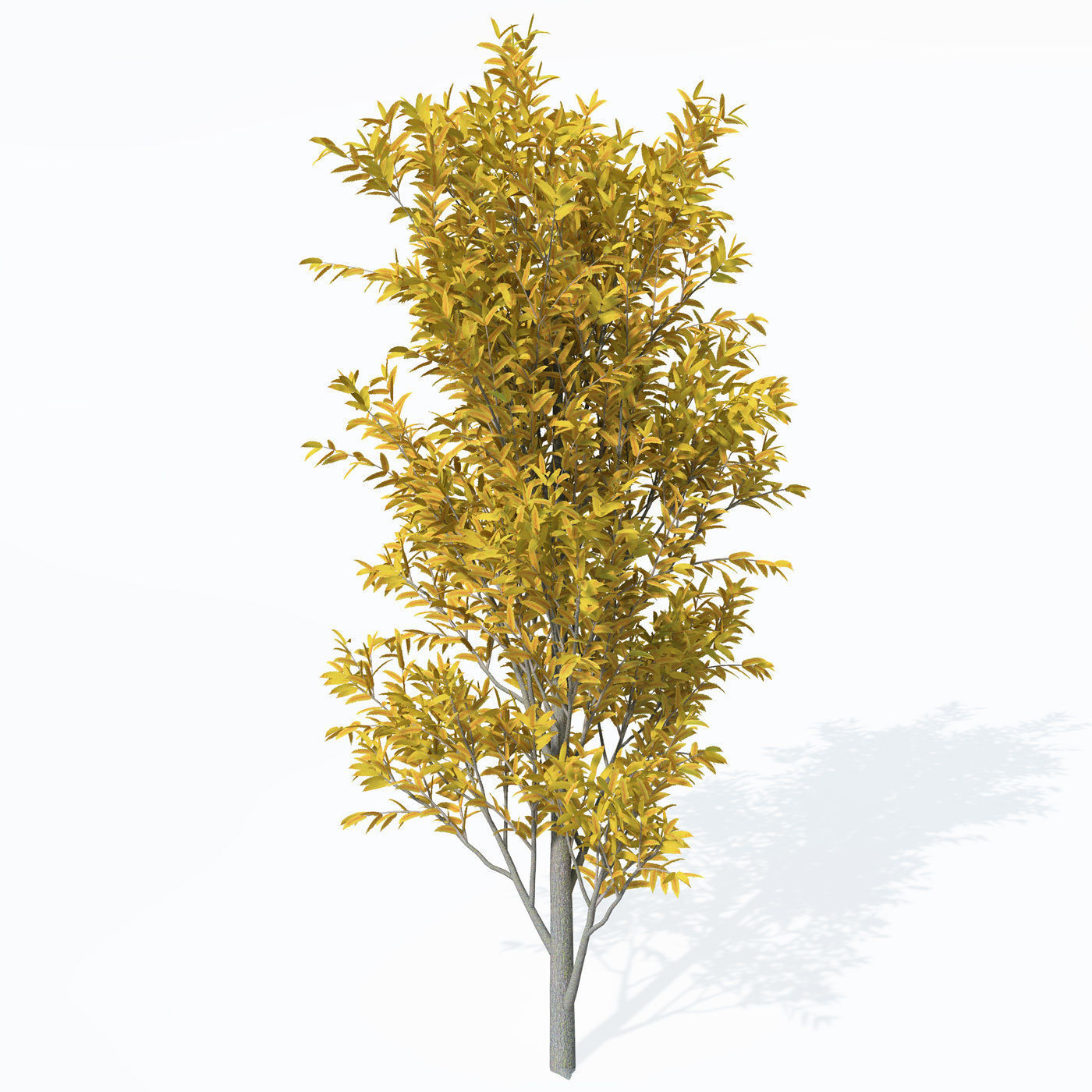 XfrogPlants Service Tree 3D model_1