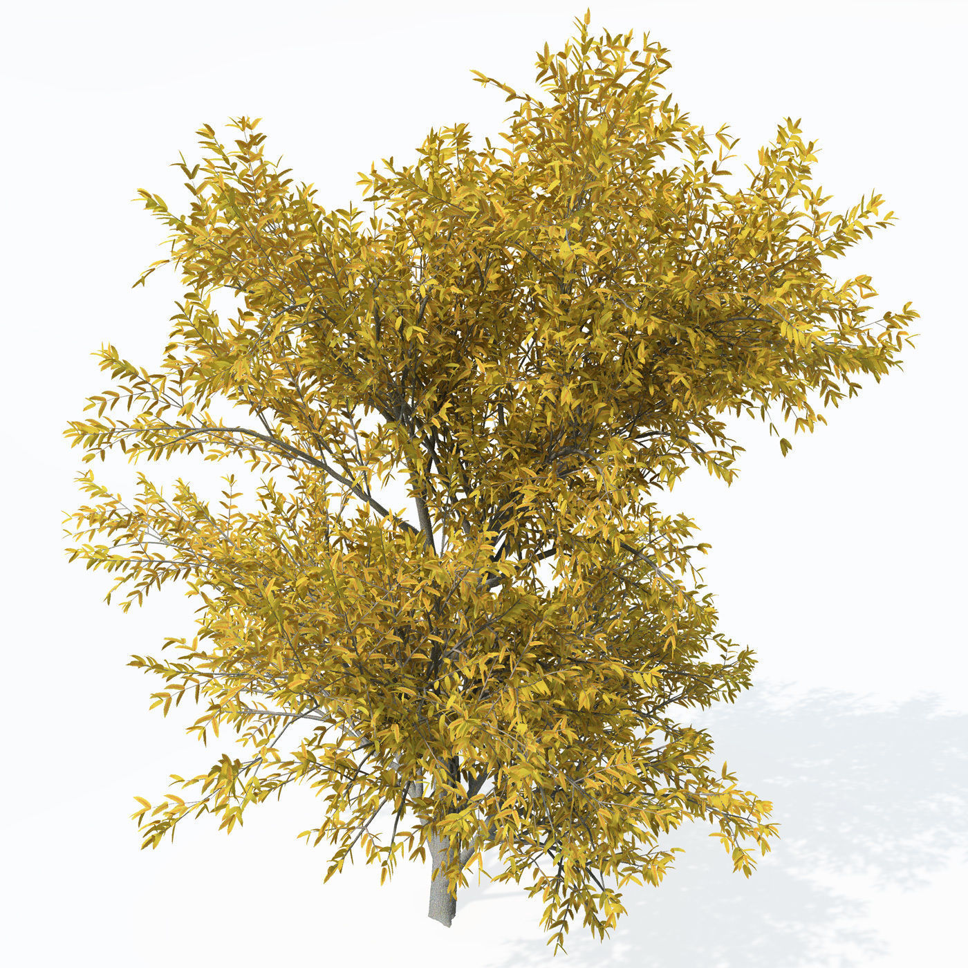 XfrogPlants Service Tree 3D model_3