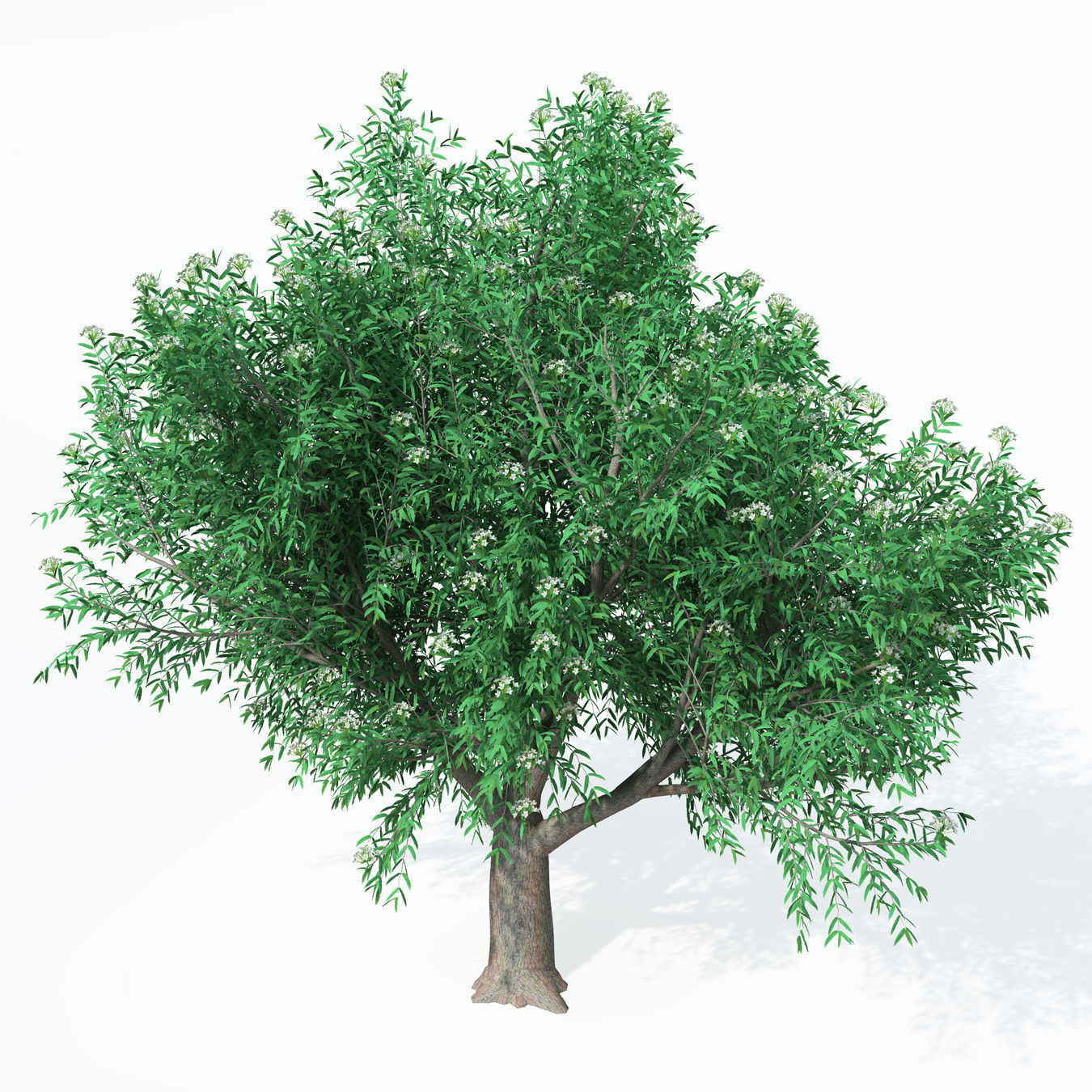 XfrogPlants Service Tree 3D model_2