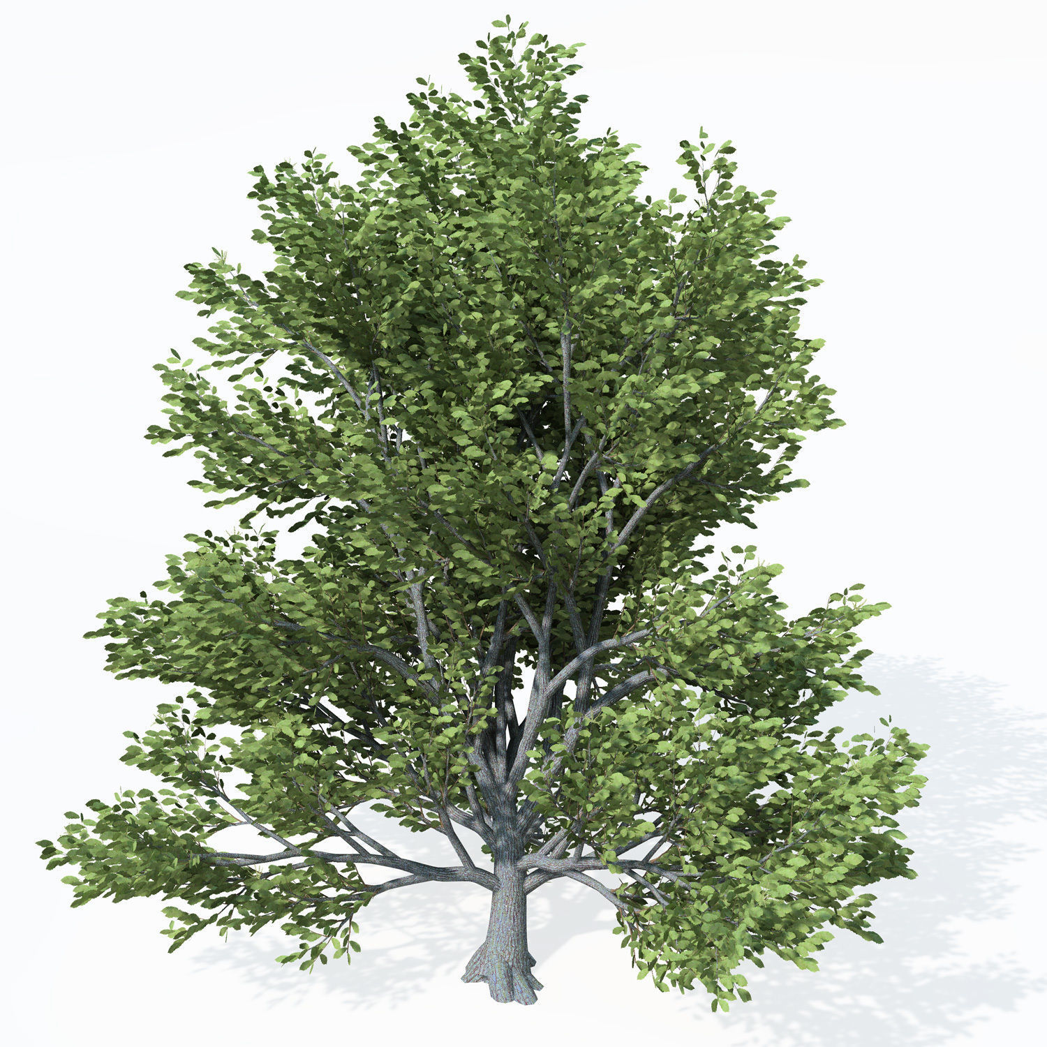 XfrogPlants Chestnut Free 3D model_2