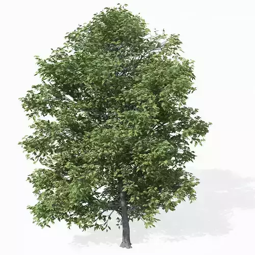 XfrogPlants Chestnut Free 3D model