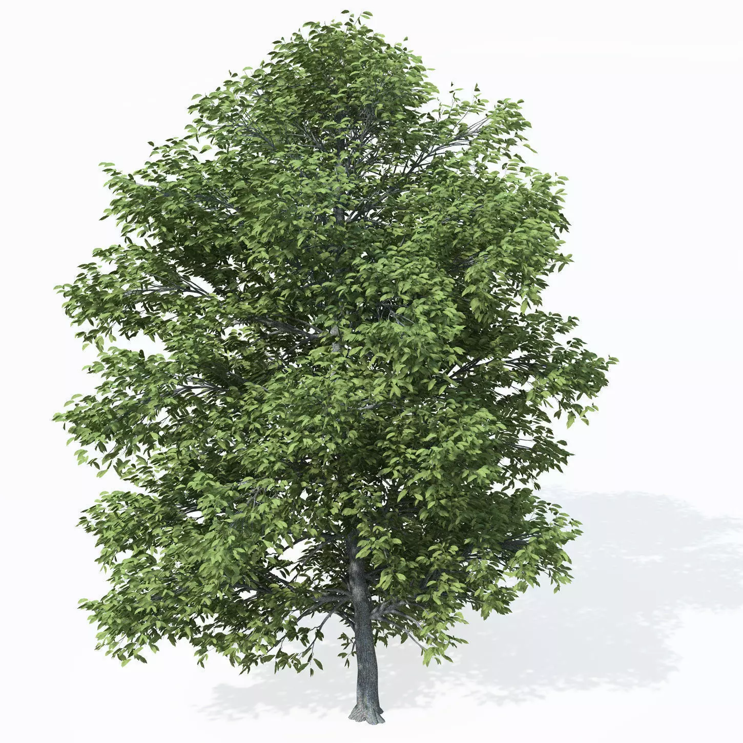 XfrogPlants Chestnut Free 3D model_0