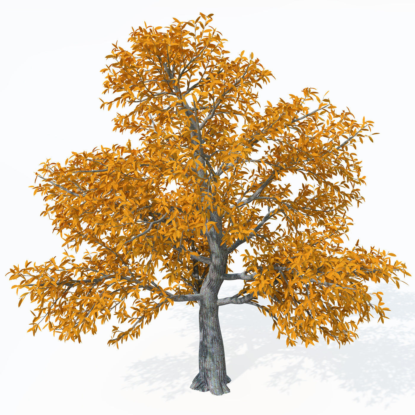 XfrogPlants Chestnut Free 3D model_3